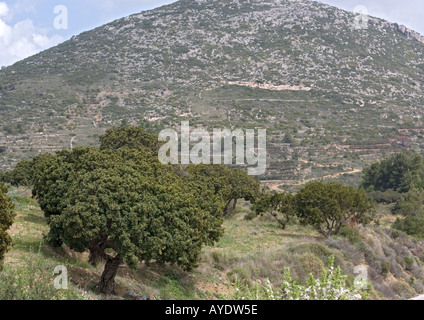 Mastixstrauch oder Mastix Grown als eine Ernte in Chios; Pistacia Mastixsträuchern, Griechenland. Stockfoto