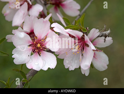 Mandelbäume blühen (Prunus Dulcis oder Prunus Amygdalus) im Spätwinter, close-up Stockfoto