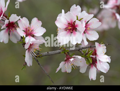 Mandelblüte im Spätwinter Prunus Dulcis auch bekannt als Prunus amygdalus Stockfoto