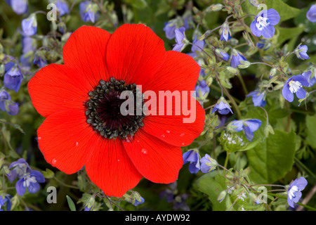 Peacock anemone (Anemone pavonina) close-up,  amongst blue speedwell (Veronica glauca) Mani Peninsula, Greece Stockfoto