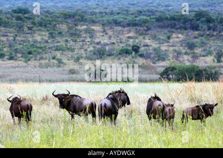 blaue Gnus Connochaetes Taurinus auf der Ebene von Entabeni Game reserve Welgevonden Waterberg Limpopo Provinz in Südafrika Stockfoto