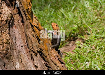 Männliche Agama-Eidechse auf Baumstamm, Libreville, Gabun Stockfoto