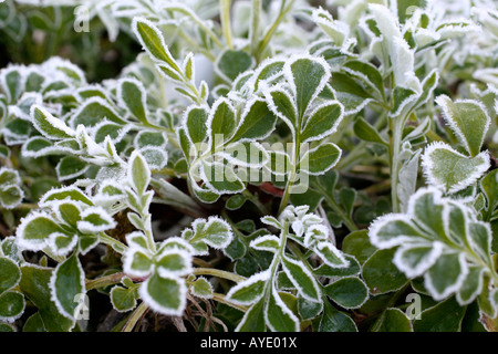 RAUREIF AUF DEM LAUB DER CENTAUREA DEALBATA Stockfoto