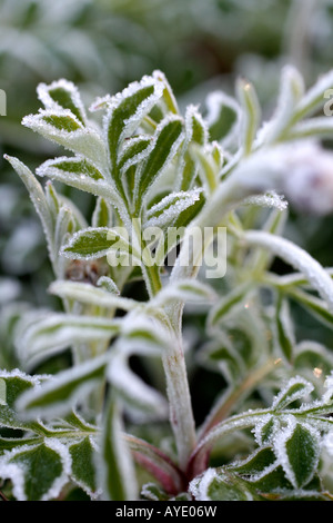 RAUREIF AUF DEM LAUB DER CENTAUREA BELLA Stockfoto