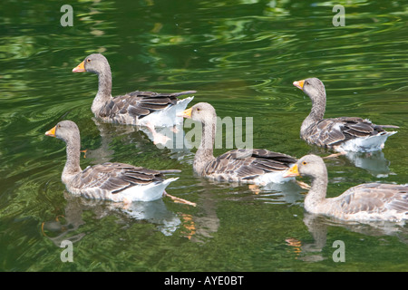 Herde von Graugänsen schwimmen auf dem See im St. James Park in London Stockfoto