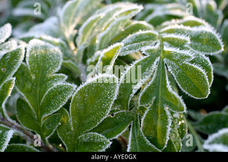 RAUREIF AUF DEM LAUB DER CENTAUREA DEALBATA Stockfoto