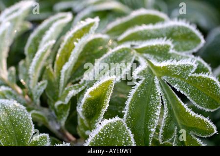 RAUREIF AUF DEM LAUB DER CENTAUREA DEALBATA Stockfoto