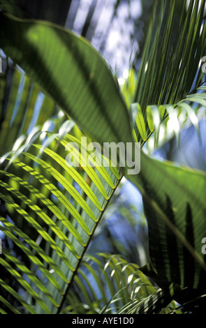 Sonnenschein mit Palmblättern auf der Insel Tobago West Indies Stockfoto