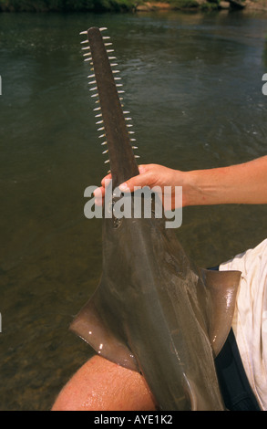 Sägefisch, "Northern Territory", Australien Stockfoto