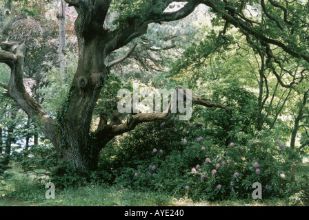 Garten in Cornwall am South Coast UK Europa Großbritannien GB England Stockfoto