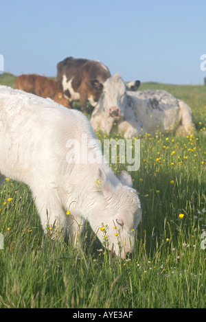 Dh Kuh und Kälber Rinder De Kalb Beweidung buttercup Gras Feld rind kuh Kühe grasen Schottische suchen. Stockfoto