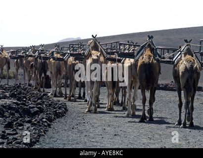 Kamel Zug am Kamel Bahnhof Timanfaya, Lanzarote, Kanarische Inseln Stockfoto