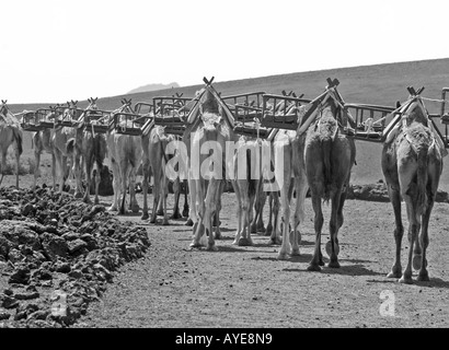 & Schwarz-weiß-Foto von einem Kamel Zug am Bahnhof Kamel Timanfaya, Lanzarote, Kanarische Inseln, Stockfoto