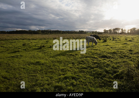 Grasende Kühe auf Feld Stockfoto