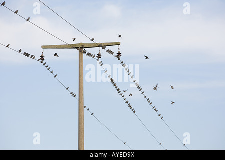 Vögel auf Drähten Stockfoto