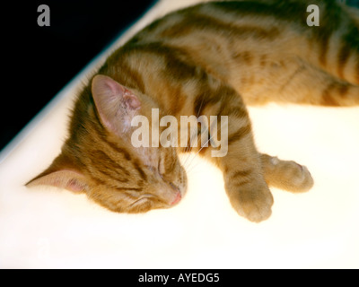 Drei Monate alte Ginger Kitten schläft auf Lichtkasten Stockfoto