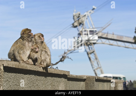 Zwei Affen auf Wand in Sonne mit Antenne und blauen Himmel im Hintergrund Stockfoto