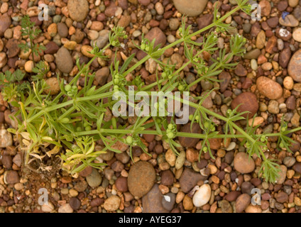 Mais Hackmesser (Galium Tricornutum) seltene Maisfeld Unkraut in UK Stockfoto