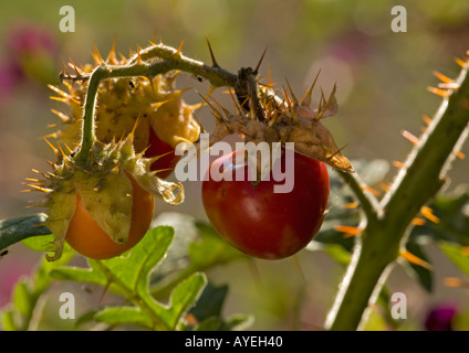 Klebriger Nachtschatten (Solanum Sisymbrifolium) in Obst, Nahaufnahme Stockfoto