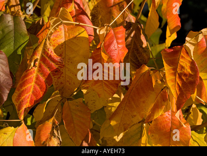 Poison Ivy zeigt Herbstfärbung, Toxicodendron Radicans = Rhus Toxicodendron Stockfoto