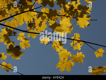 Spitz-Ahorn (Acer Platanoides) Herbstlaub Stockfoto