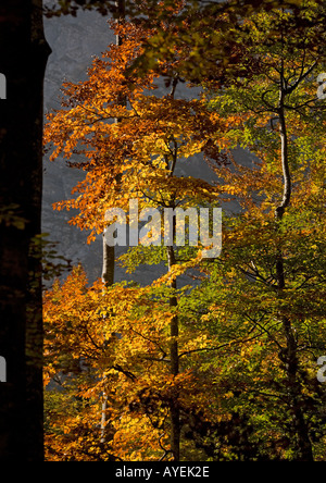 Buche-Laub im Herbst; Fagus sylvatica Stockfoto