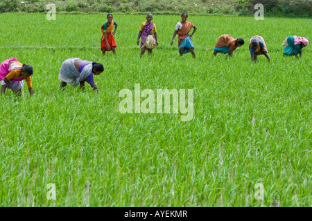 Frauen arbeiten in einem Reisfeld in Gingee in Tamil Nadu in Südindien Stockfoto