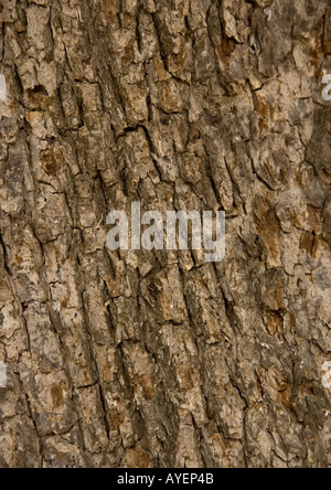 Rinde der alten Feld Ahorn Baum Acer campestre Stockfoto