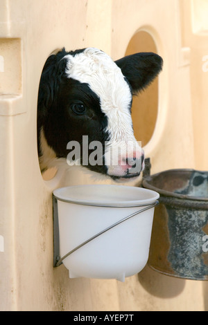 Eine Molkerei Kälberfütterung auf einer Farm in Utah Stockfoto