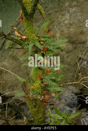 Gemeinsamen Maisöl Polypodium Vulgare auf Stream überhängenden Ast Stockfoto