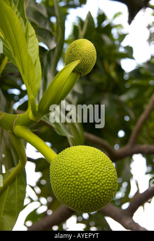 Brotfrucht wächst auf einem Baum auf der Big Island von Hawaii Stockfoto