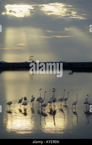 Größere Flamingo Phoenicopterus Ruber Herde stehend auf einem See in Tansania bei Sonnenaufgang mit Sonnenstrahlen reflektieren im Wasser Stockfoto
