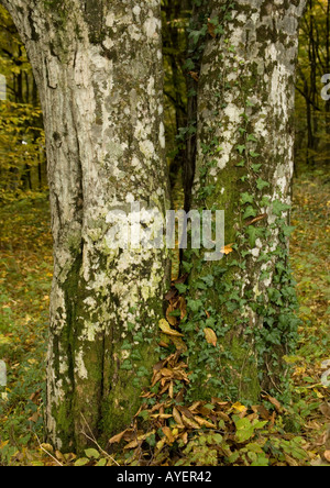 Alten Hainbuche Carpinus Betulus hauptsächlich Rundschnitt in natürlichen Wäldern Stockfoto