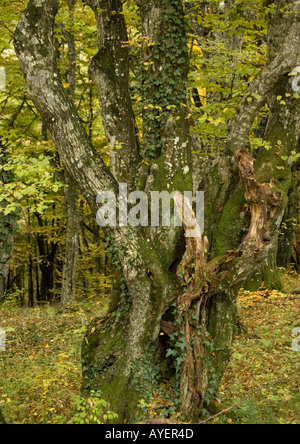 Alten Hainbuche Carpinus Betulus hauptsächlich Rundschnitt in natürlichen Wäldern Stockfoto