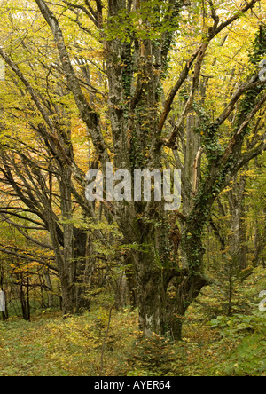 Alten Hainbuche Carpinus Betulus hauptsächlich Rundschnitt in natürlichen Wäldern Stockfoto