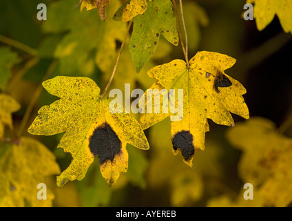 Feld-Ahorn Blätter im Herbst infiziert mit Teer Fleck Pilz Rhytisma acerinum Stockfoto