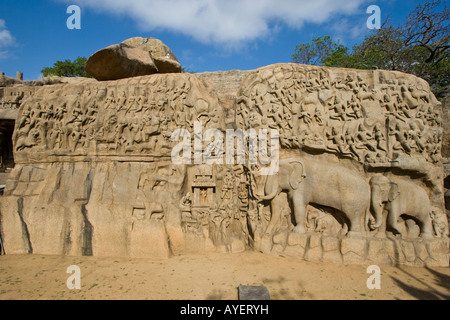 Arjunas Buße Steinrelief Schnitzereien in Mamallapuram Südindien Stockfoto