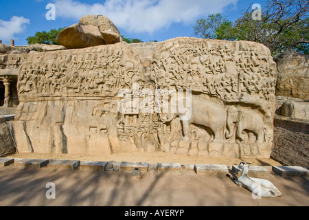 Arjunas Buße Steinrelief Schnitzereien in Mamallapuram Südindien Stockfoto