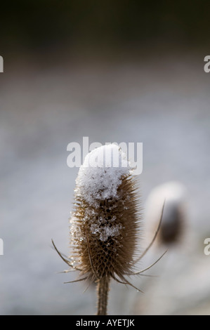 Dipsacus Fullonum. Karde, die mit Schnee bedeckt Stockfoto