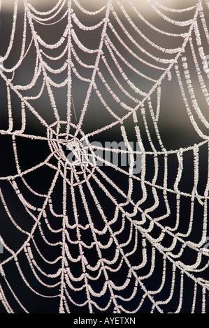 Gefrorene Spider web Stockfoto