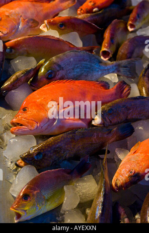 Frischer Fisch auf dem Display vor einem Restaurant in Varkala Südindien Stockfoto