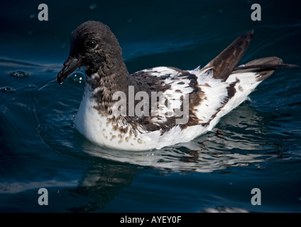 Snares Cape Taube oder Cape Petrel Daption Capense) off Südinsel Neuseeland Stockfoto