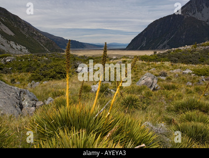 Golden Spaniard ( Aciphylla aurea ) im Hooker Valley, südlichen alpen, Südinsel, Neuseeland, Umbelliferae Stockfoto