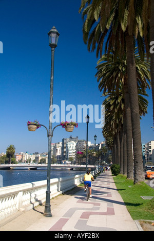 Bürgersteig gesäumt von Palmen in Vina del Mar Chile Stockfoto