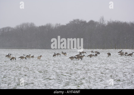 Kanadagans Branta Canadensis große Gruppe Fütterung auf Ackerland während Blizzard UK Stockfoto