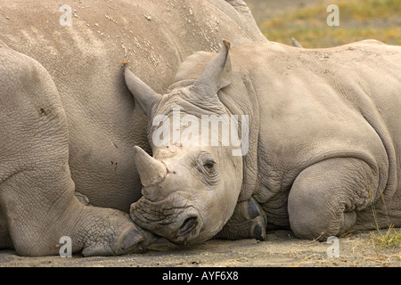 Kopfschuss junge bedrohte Breitmaulnashorn Kalb liegend gegen weibliche Mutter für Schutz am Ufer Lake Nakuru, Kenia Stockfoto