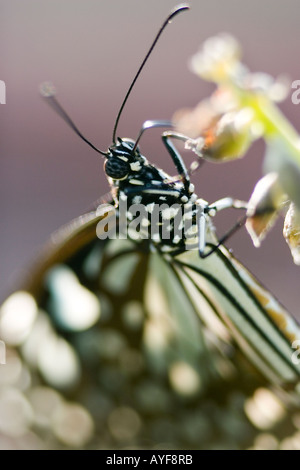 Tirumala Limniace. Blaue Tiger Schmetterling in der indischen Landschaft. Andhra Pradesh, Indien Stockfoto