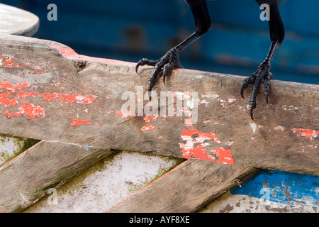 Krähenfüße stehen auf der Seite Fischerboot. Kerala, Indien Stockfoto