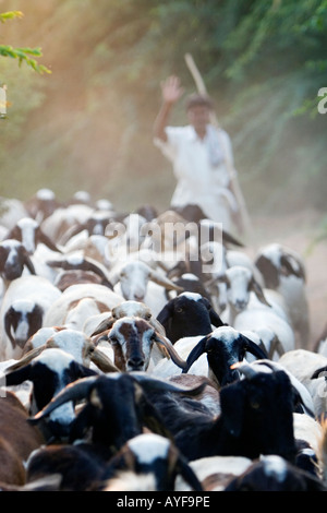 Herde von Ziegen und Hirten in der ländlichen indische Gegend. Andhra Pradesh, Indien Stockfoto