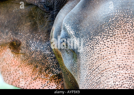 Gefangen indischer Elefant in einem Elefanten-Heiligtum. Kerela. Indien Stockfoto